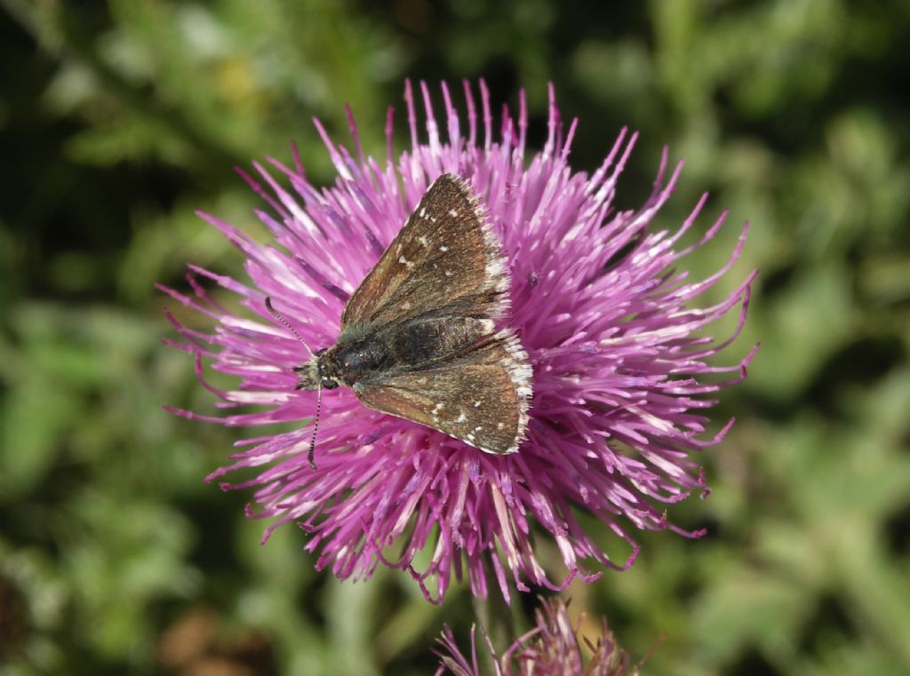 Alcune specie che non ho trovato in galleria